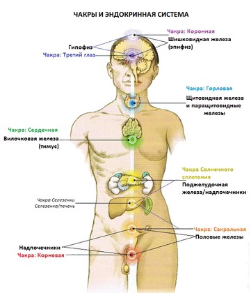 Соответствие расположения чакр человека и желез эндокринной системы
