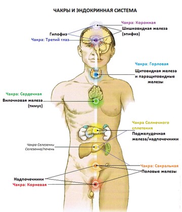 Соответствие расположения чакр человека и желез эндокринной системы