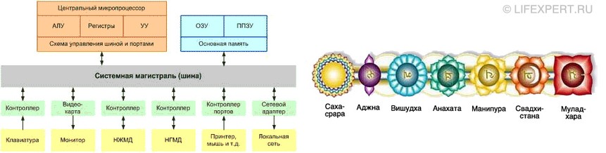 Расположение чакр на «системной магистрали»