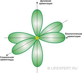 Поляризация мозговой активности человека