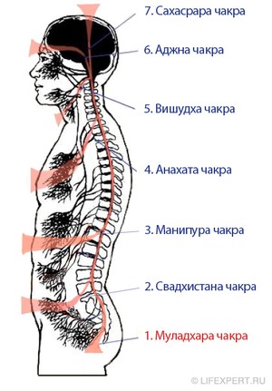 1 муладхара чакра (корневая) расположение, где находится